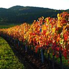 Herbst in den Weinbergen