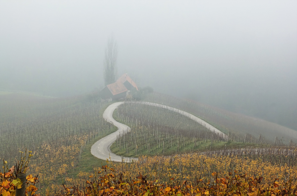 Herbst in den Weinbergen II