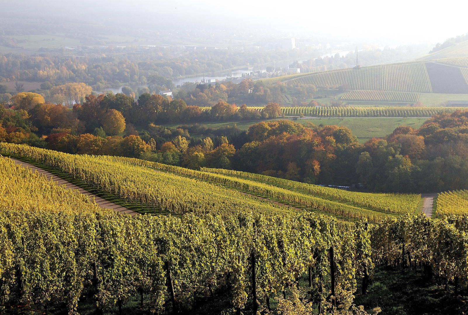 Herbst in den Weinbergen II