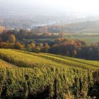 Herbst in den Weinbergen II