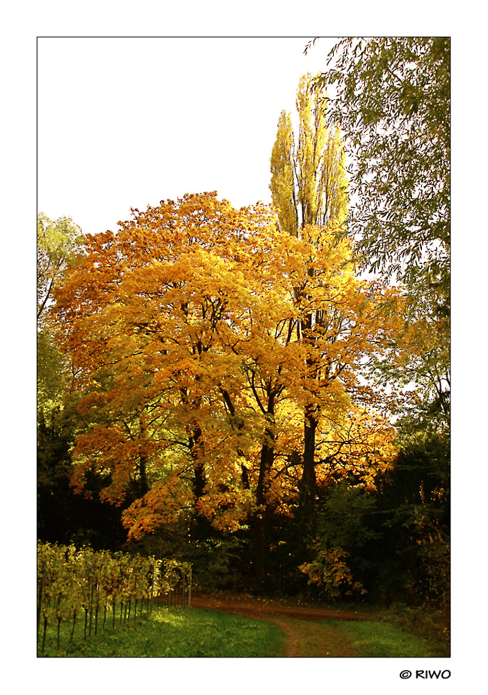 Herbst in den Weinbergen in der Pfalz.......