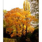 Herbst in den Weinbergen in der Pfalz.......