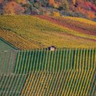 Herbst in den Weinbergen vom Remstal