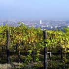 Herbst in den Weinbergen Wiens