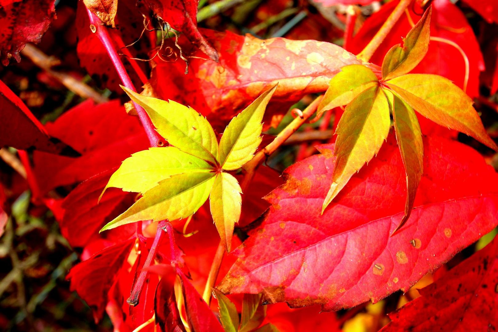 Herbst in den Weinblättern