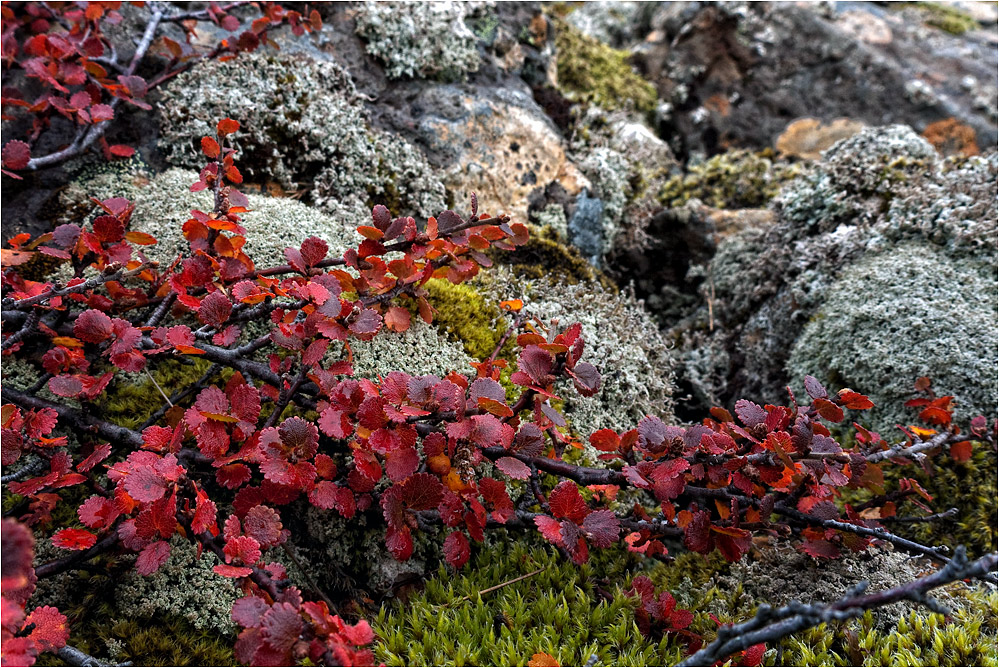 Herbst in den Westfjorden..
