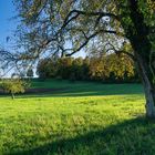 Herbst in den Wiesen und Feldern