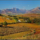 Herbst in den Winelands