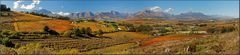 Herbst in den Winelands