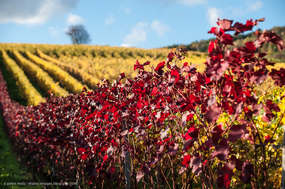 Herbst in den Wingerten