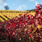 Herbst in den Wingerten