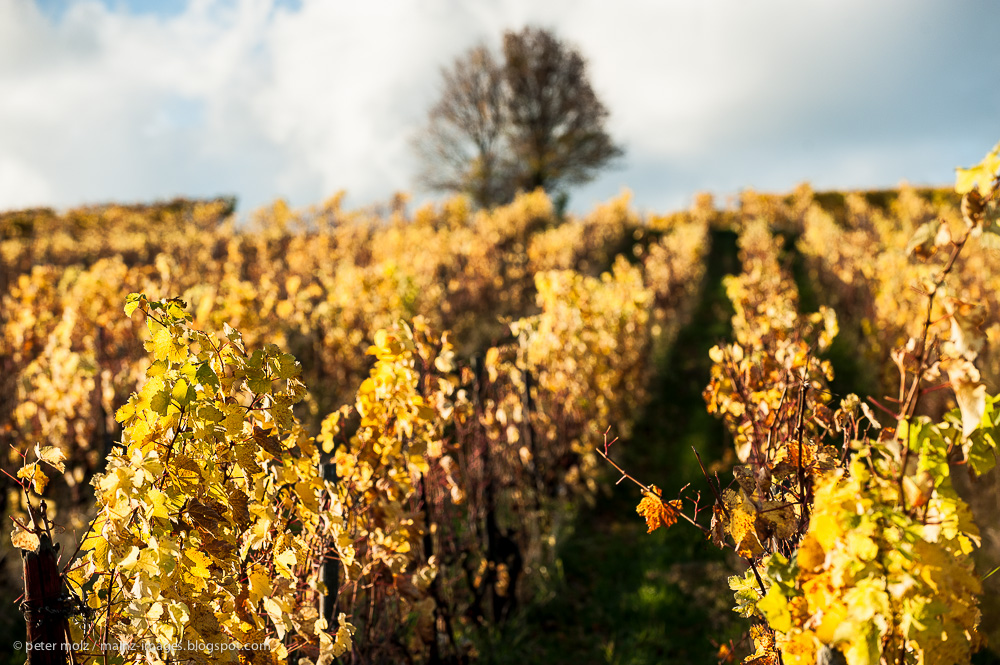 Herbst in den Wingerten (II)