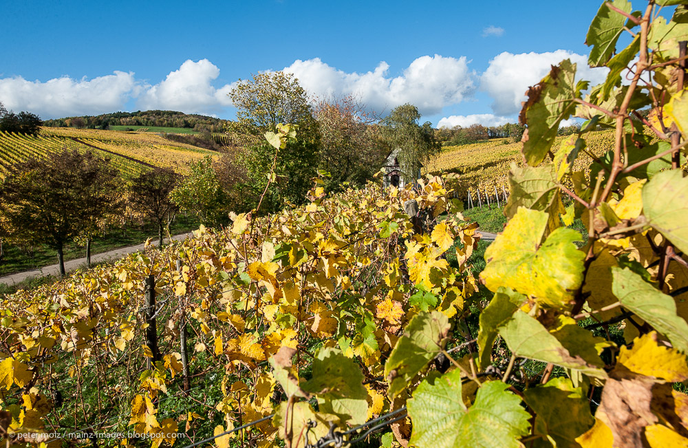 Herbst in den Wingerten (III)