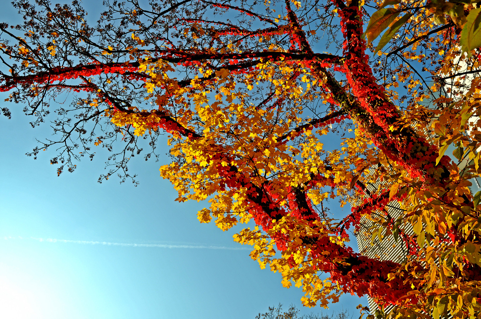 Herbst in der Abendsonne