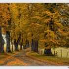 Herbst in der Allee