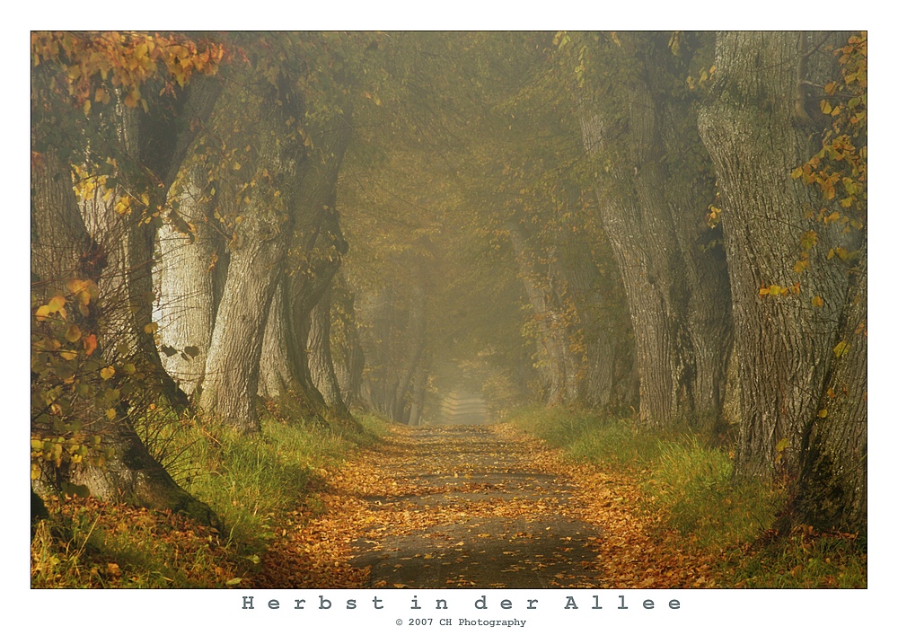 Herbst in der Allee