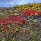 Herbst in der arktischen Tundra