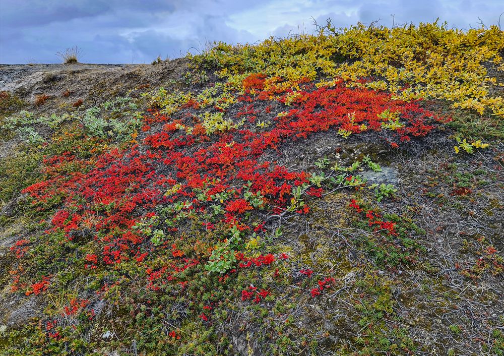 Herbst in der arktischen Tundra