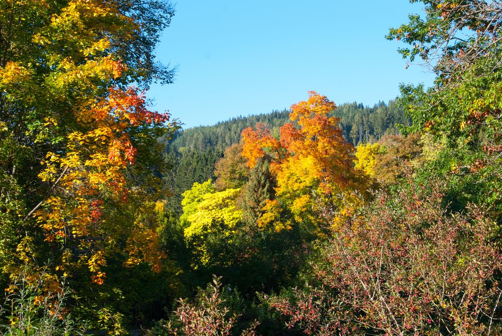 Herbst in der Au