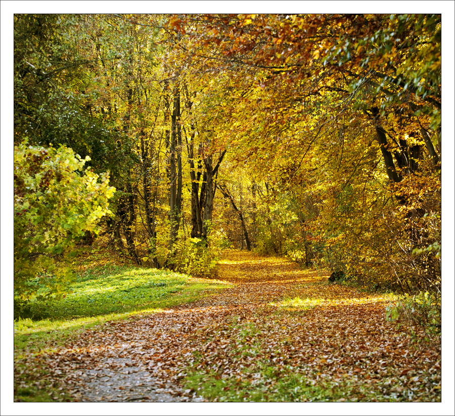 Herbst in der Aubinger Lohe