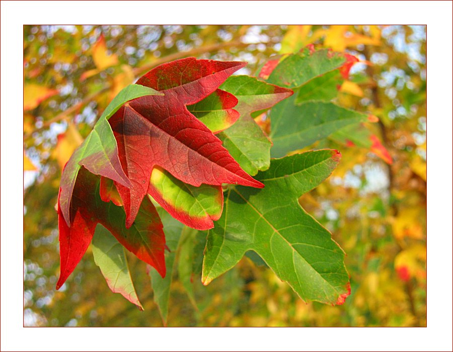 Herbst in der Baumschule (4)