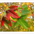 Herbst in der Baumschule (4)