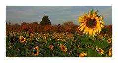 Herbst in der Baumschule (7)