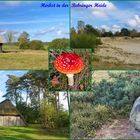 Herbst in der Behringer Heide