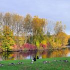 Herbst in der Bonner Rheinaue 1