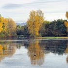 Herbst in der Bonner Rheinaue 2