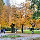 Herbst in der Bonner Rheinaue 6