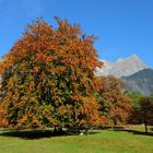 Herbst in der Bündner Herrschaft