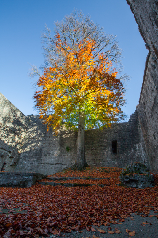 Herbst in der Burgruine 2