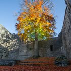 Herbst in der Burgruine 2