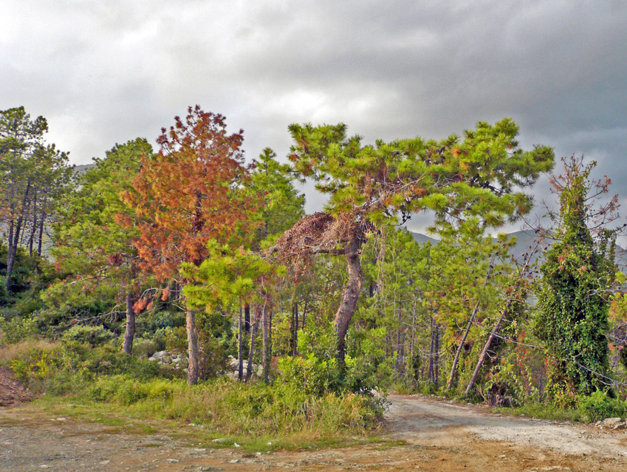 Herbst in der Cinque Terre