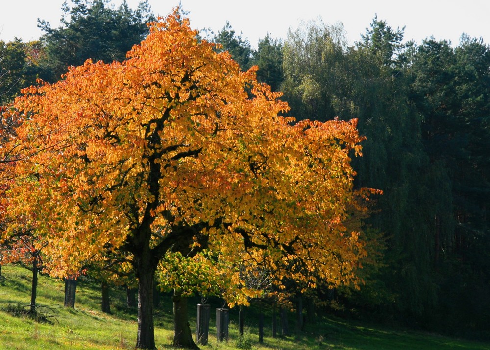 Herbst in der Dahlener Heide