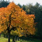 Herbst in der Dahlener Heide