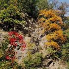 Herbst in der Dresdner Heide