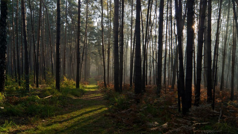 Herbst in der Dübener Heide bei Torgau