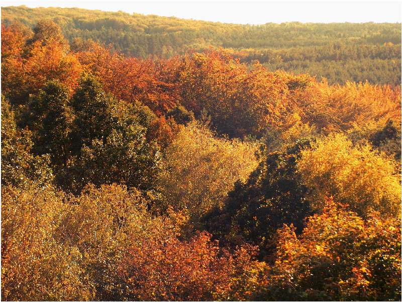 Herbst in der Düdener Heide