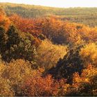 Herbst in der Düdener Heide