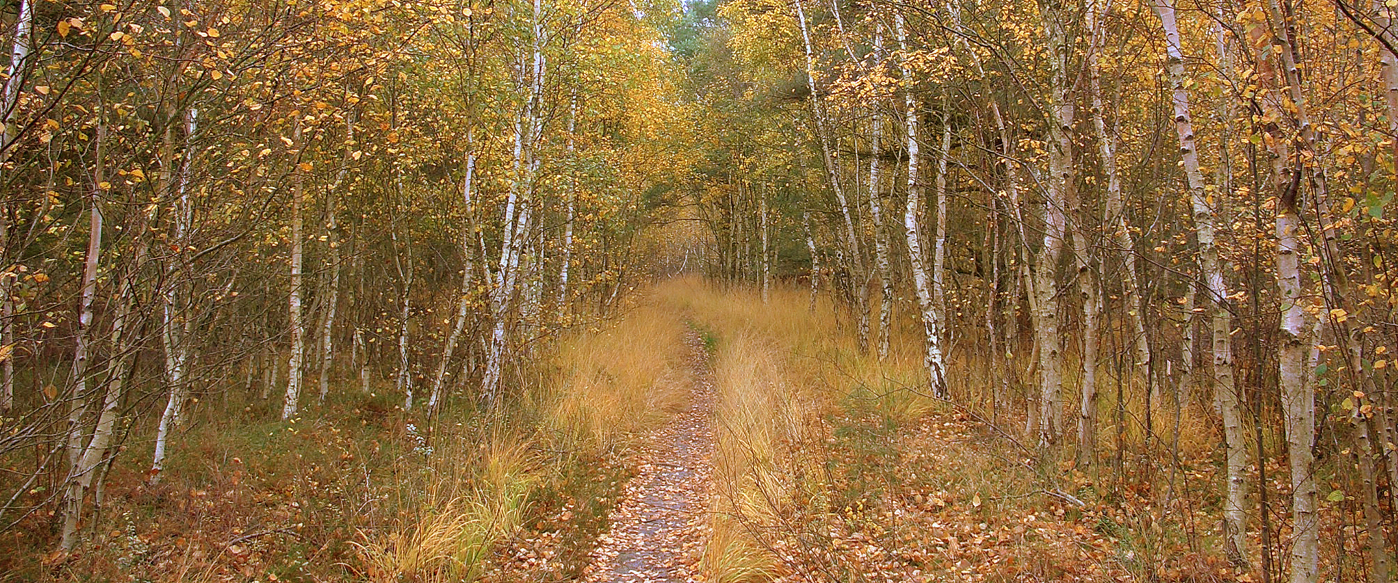 Herbst in der Dünenheide