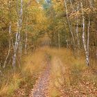 Herbst in der Dünenheide