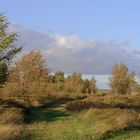 Herbst in der Dünenheide