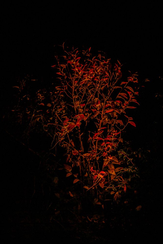 Herbst in der Dunkelheit
