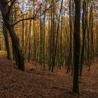 Herbst in der Eifel