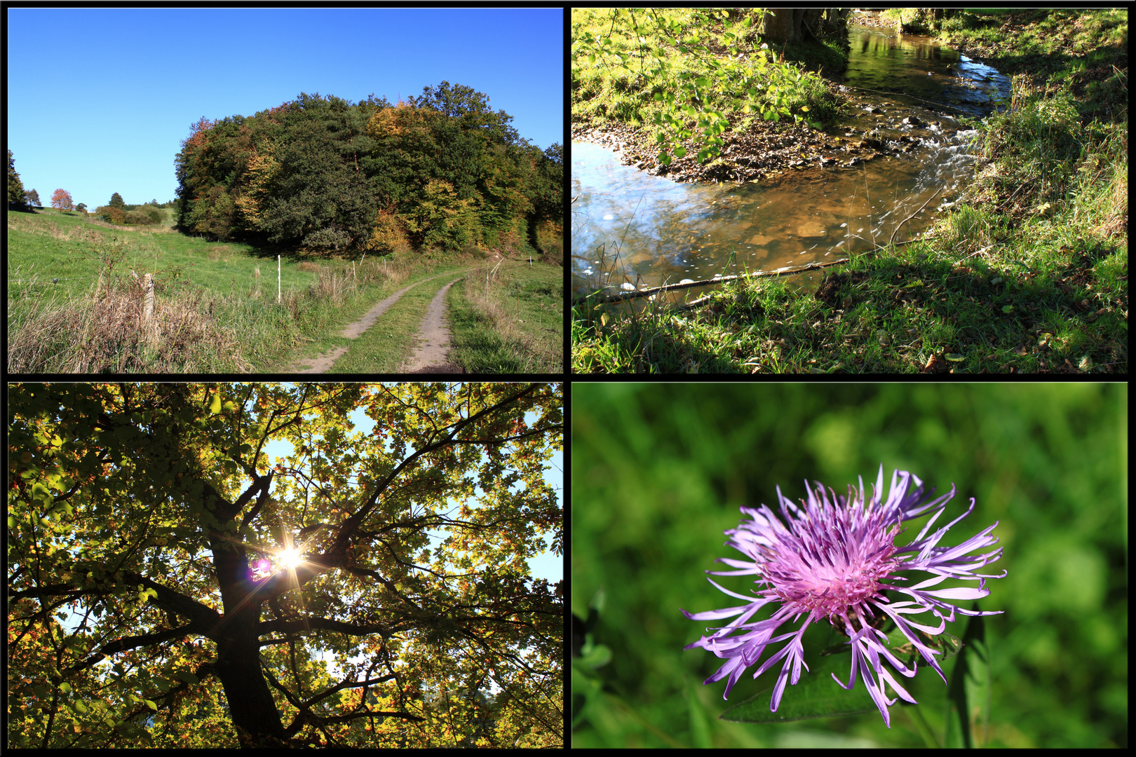 Herbst in der Eifel :)