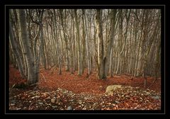 Herbst in der Eifel