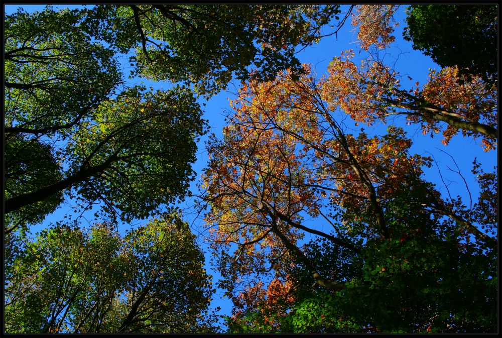 Herbst in der Eifel