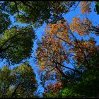 Herbst in der Eifel